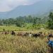 Panen Raya Mina Padi Sawah Pokok Murah Jorong Cicawan Paninjauan Hasilkan 10,25 Ton/Ha