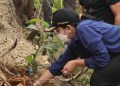 Bupati Dharmasraya Annisa Tinjau Area Bekas Karhutla di Timpeh, Langsung Lakukan Gerakan Penanaman Pohon