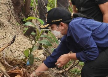 Bupati Dharmasraya Annisa Tinjau Area Bekas Karhutla di Timpeh, Langsung Lakukan Gerakan Penanaman Pohon